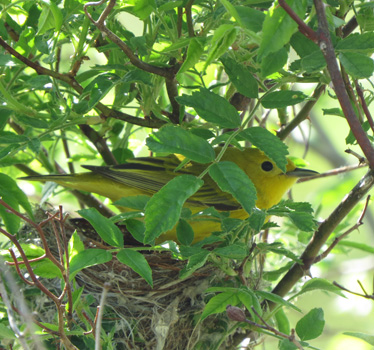 Yellow Warbler on nest Magee Marsh 5_14_2015